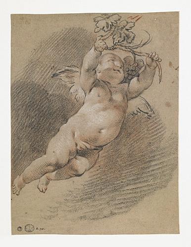 Etude d'amour ailé volant tenant un rameau de vigne avec grappe de raisin_0