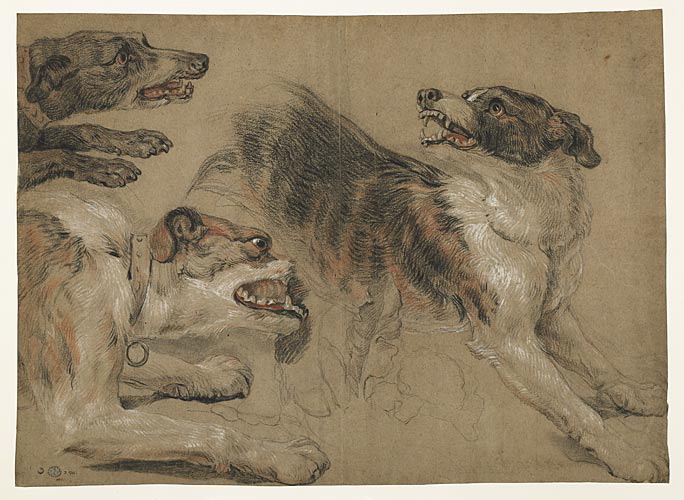 Etude de trois têtes de chiens_0