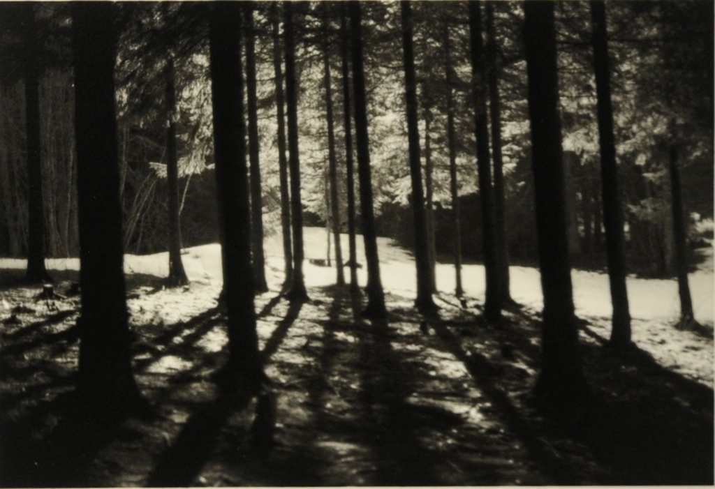 Crêt de Vourbey 2008 ; effet de lumière au travers des troncs de conifères, Bernard Plossu, 2008