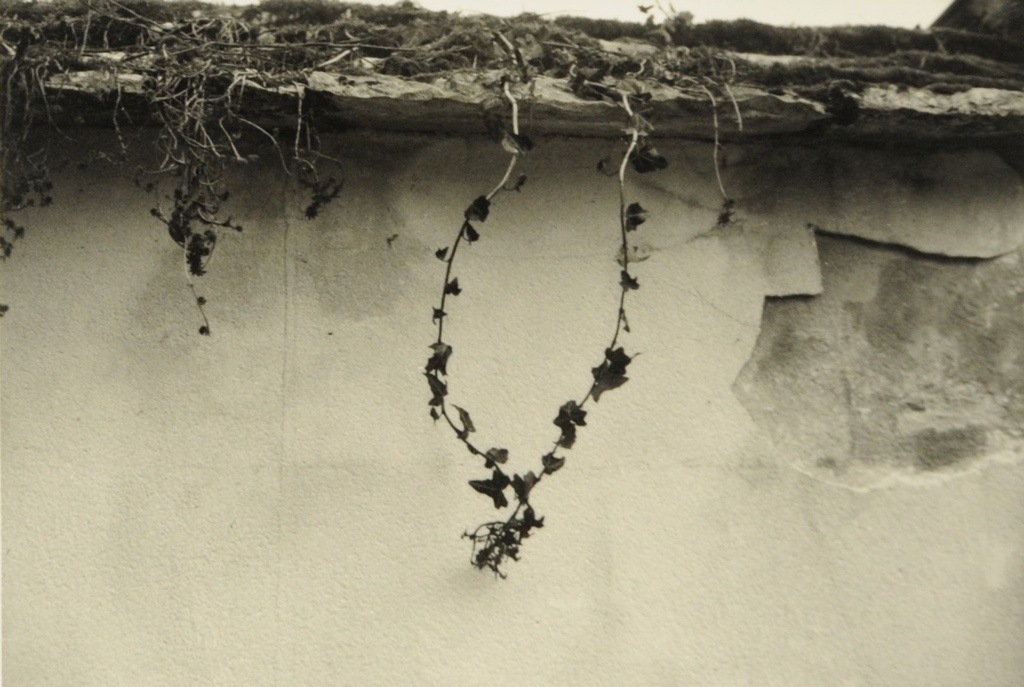 Région d'Ornans 2008, mur délabré et branche de lierre, Bernard Plossu, 2008