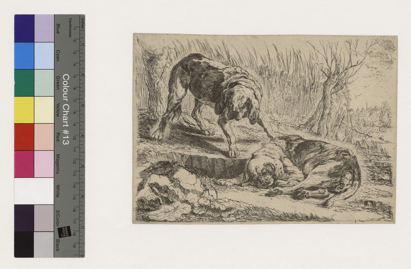 Deux chiens de chasse, Jan Fyt, 1642