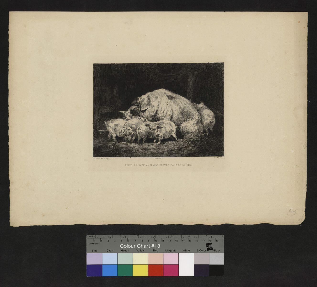 Truie de race anglaise élevée dans le Loiret, Auguste-André Lançon, 1882