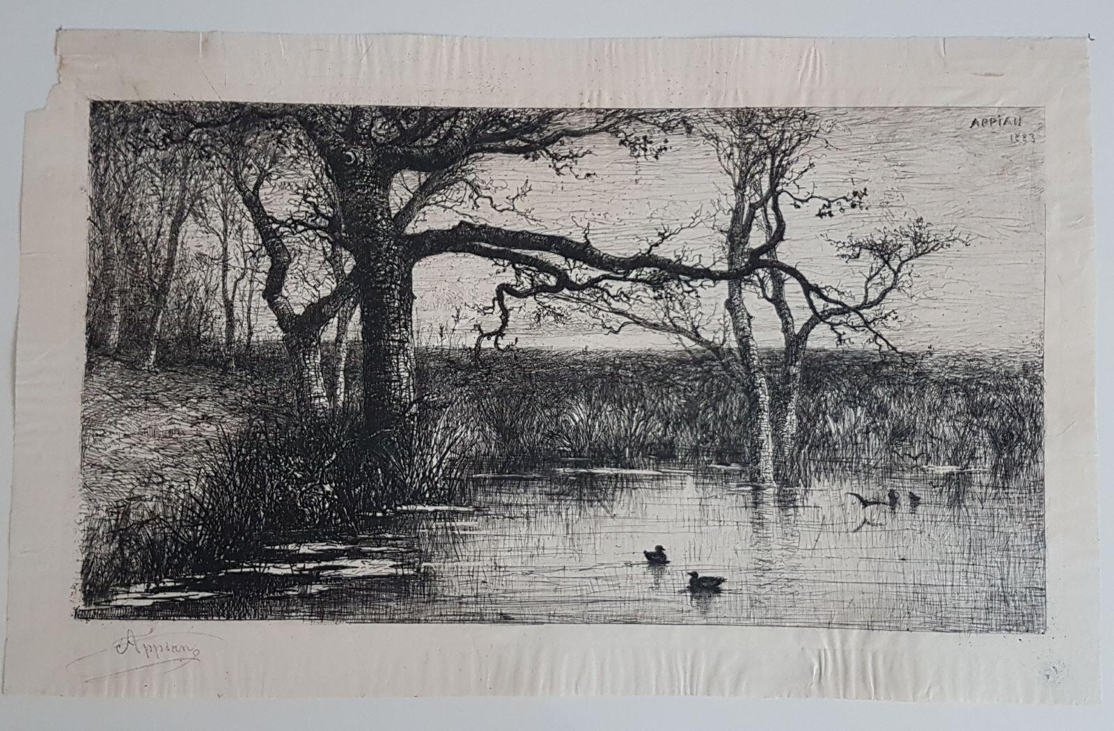 Etang aux canards (étang de Virieu, Ain)_0