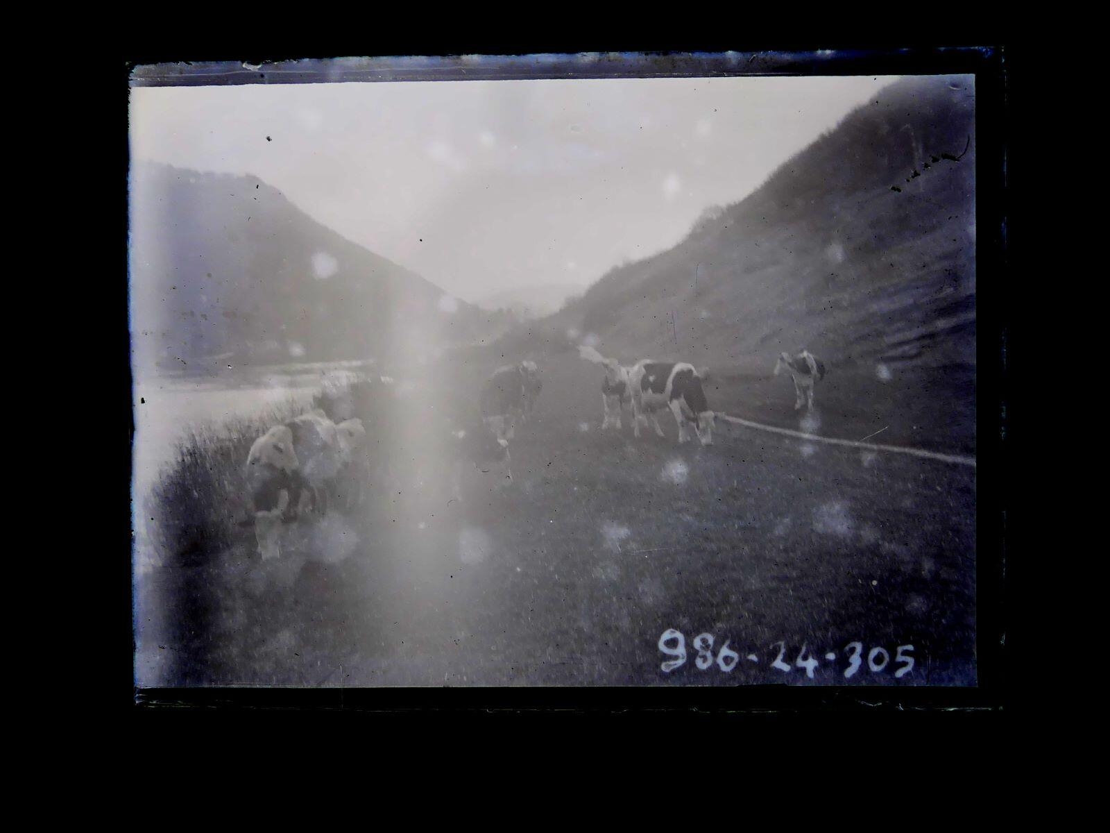 Vaches pâturant au bord du Doubs, Léon Tirode, 4e quart 19e siècle, 1ère moitié 20e siècle