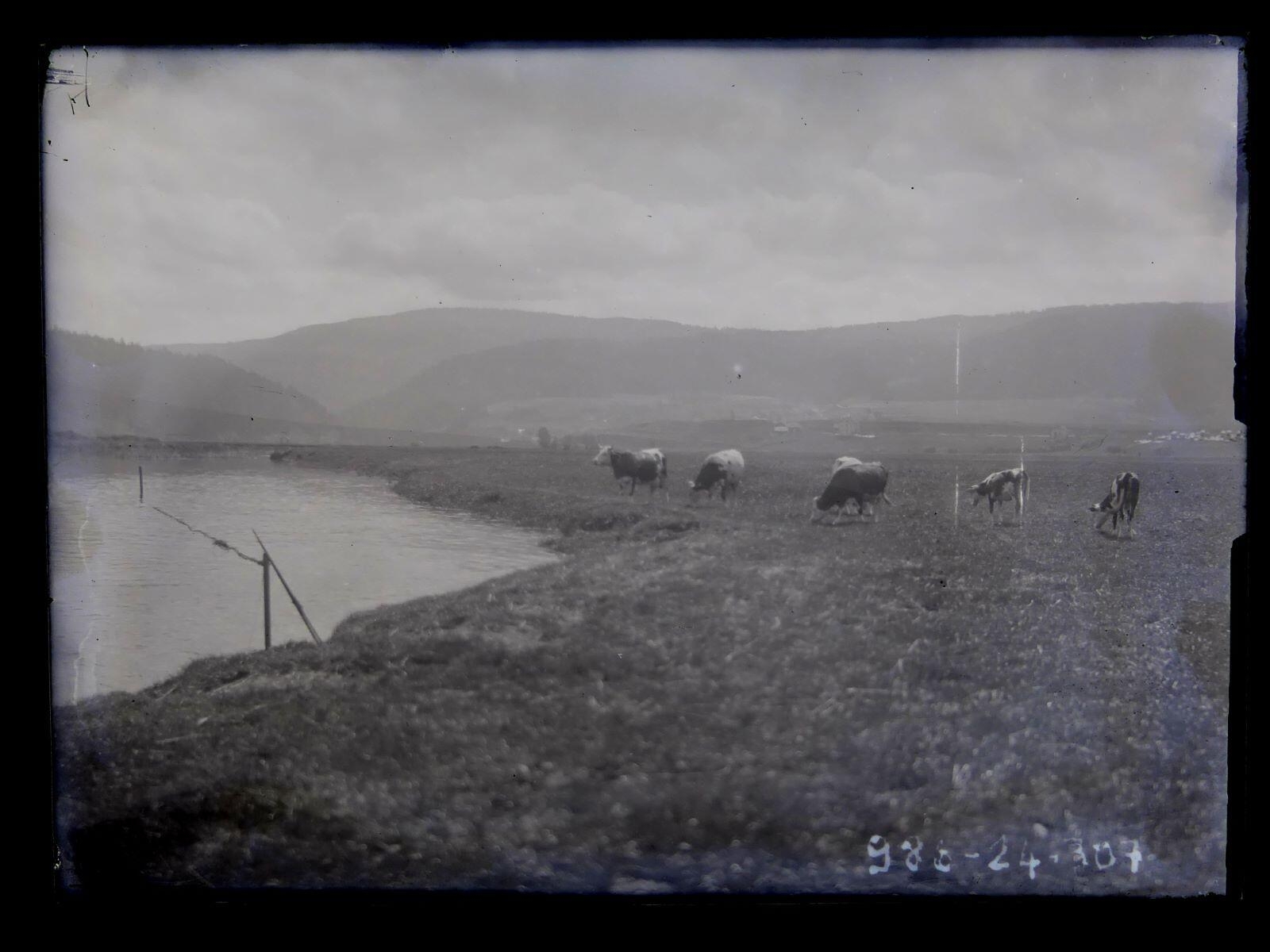 Vaches pâturant au bord du Doubs, Léon Tirode, 4e quart 19e siècle, 1ère moitié 20e siècle