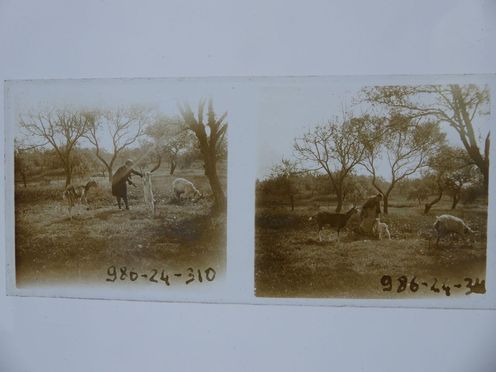 Femme jouant avec des chèvres ; Femme âgée s'occupant de chèvres, Léon Tirode, 4e quart 19e siècle, 1ère moitié 20e siècle