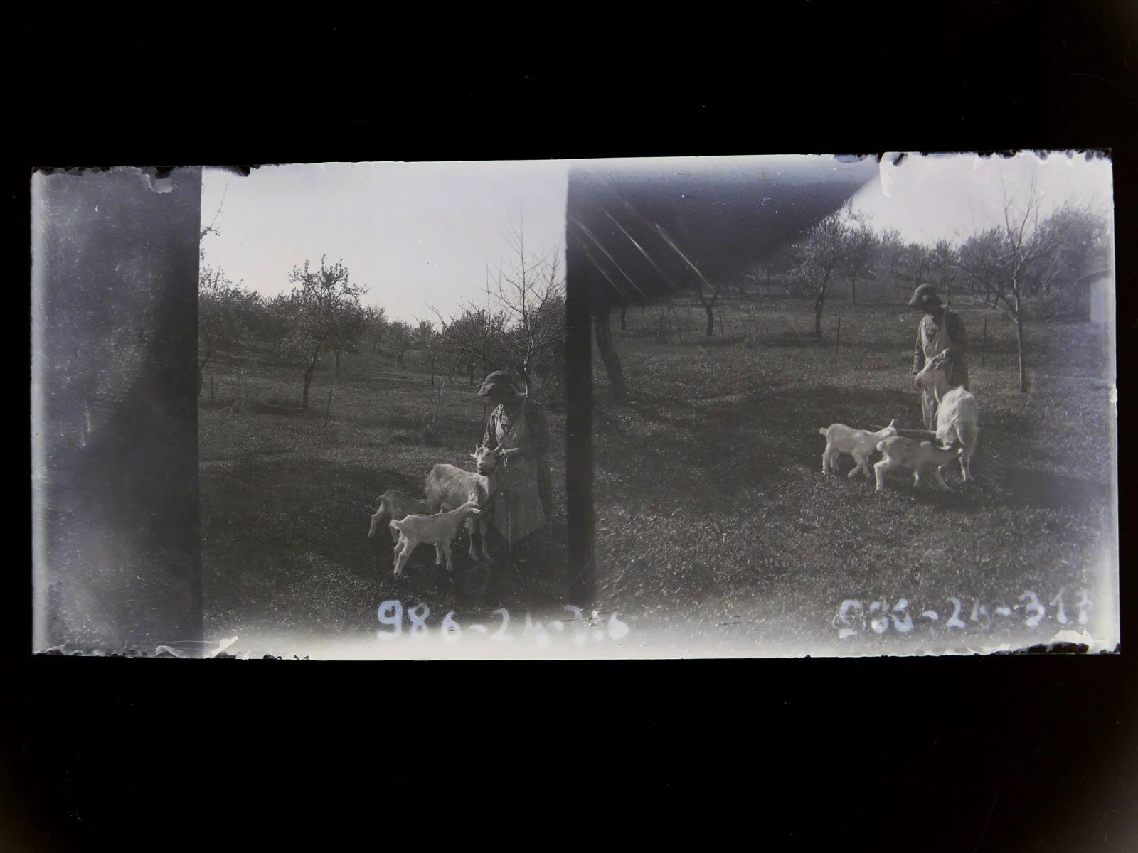 Femme avec chèvres et chevreau, Léon Tirode, 4e quart 19e siècle, 1ère moitié 20e siècle