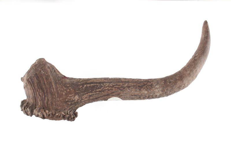 Ramure (fragment, bois de mue)_0
