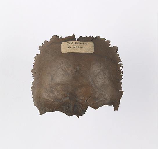 Os occipital (humain)_0