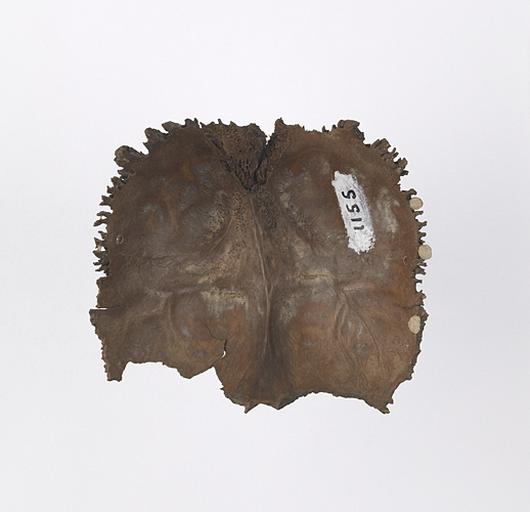 Os occipital (humain)_1