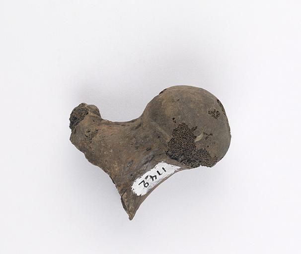 Fémur (humain, épiphyse, 2)_0