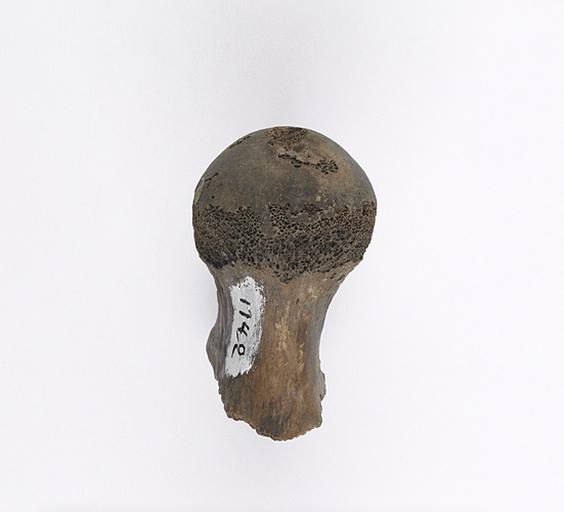 Fémur (humain, épiphyse, 2)_1