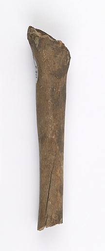 Fémur (humain, fragment, 2)_0