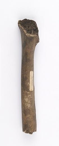 Fémur (humain, fragment, 2)_1