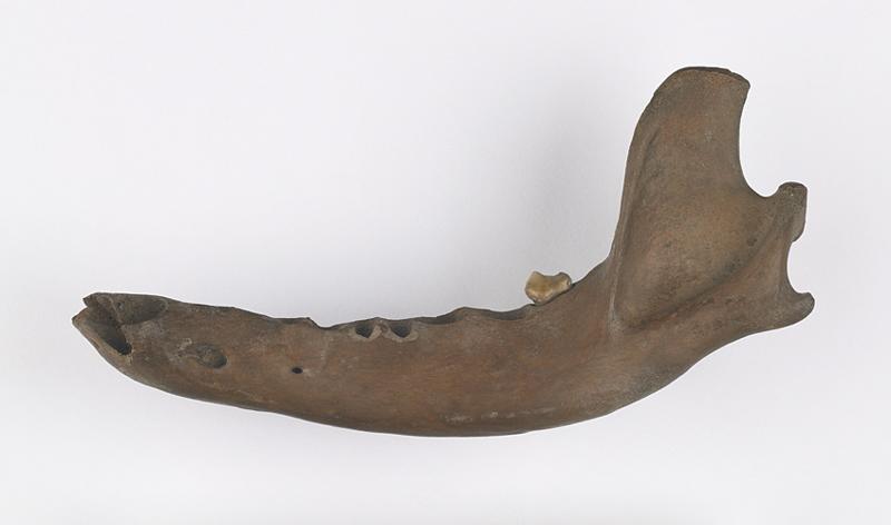 Mandibule (fragment)_0