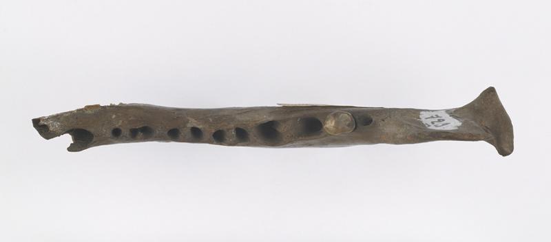 Mandibule (fragment)_1