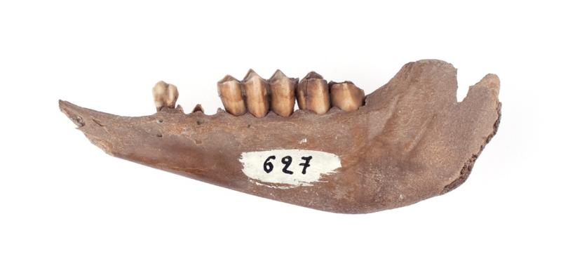 Mandibule (fragment)_0