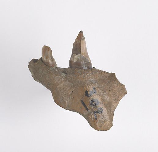 Mandibule (fragment)_0