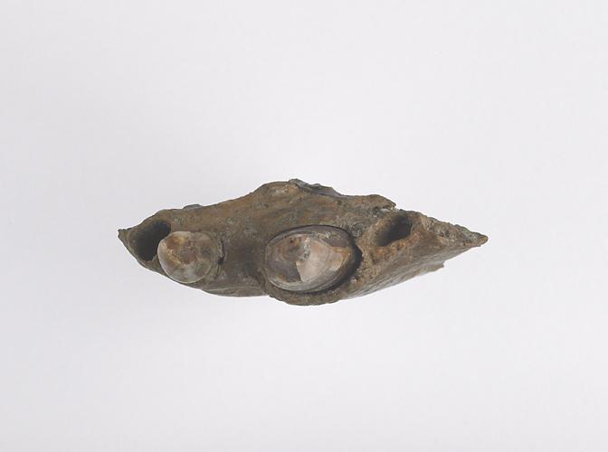 Mandibule (fragment)_1