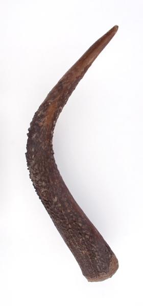 Ramure (fragment, époi, andouiller)_0