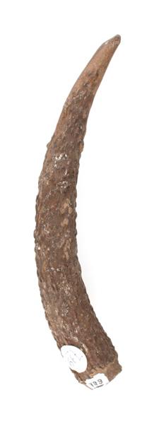 Ramure (fragment, andouiller)_0