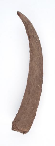 Ramure (fragment, époi, andouiller)_0