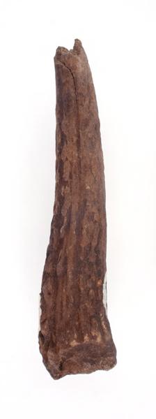 Ramure (fragment, époi, andouiller)_0