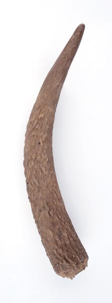 Ramure (fragment, époi, andouiller)_0