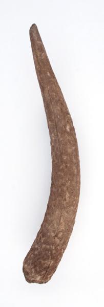 Ramure (fragment, époi, andouiller)_0