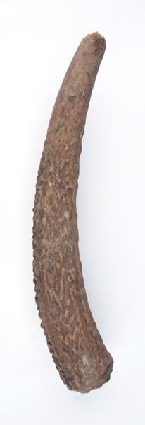 Ramure (fragment, époi, andouiller)_0