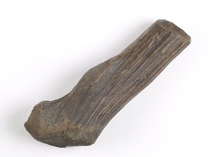 Ramure (fragment, merrain, andouiller)_0