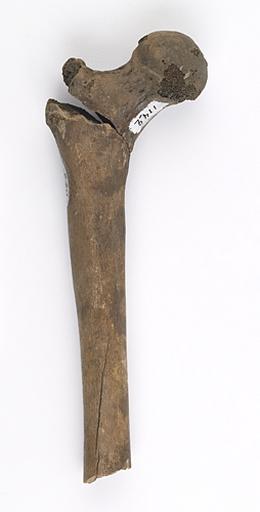 Fémur (humain, 2)_0