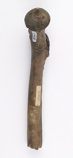 Fémur (humain, 2)_1