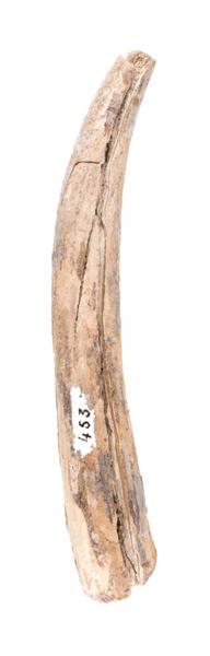 Ramure (fragment)_0