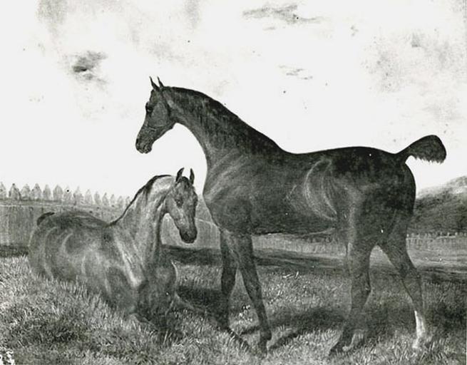 Chevaux dans une prairie, Francis Antoine Conscience, 1828