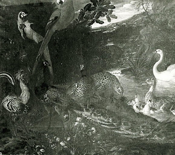 Oiseaux divers: perroquets, coq, cygne, canards, paon, faisans_0