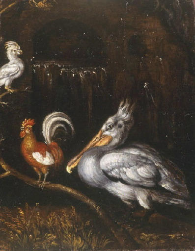 Pélican, coq et perroquet_0