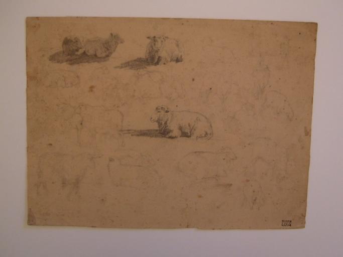 Etude de moutons (titre factice)_0