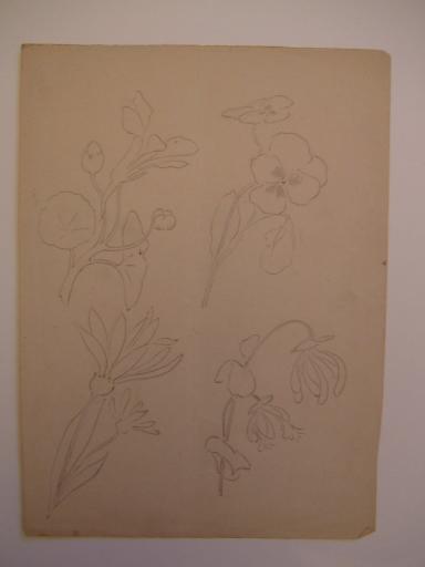 Croquis de fleurs_0