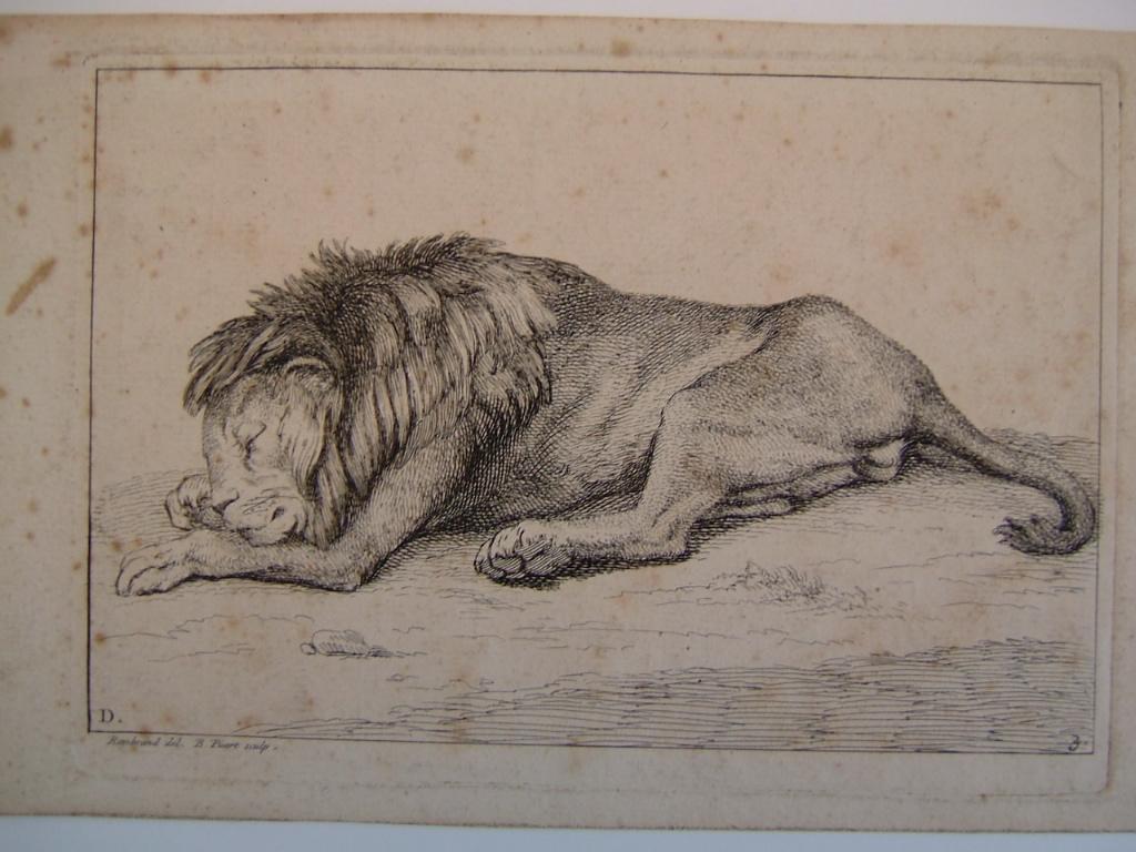 Lion couché, Bernard Picart, 1ère moitié 18e siècle
