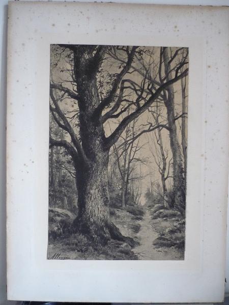 Arbre (titre factice)_0