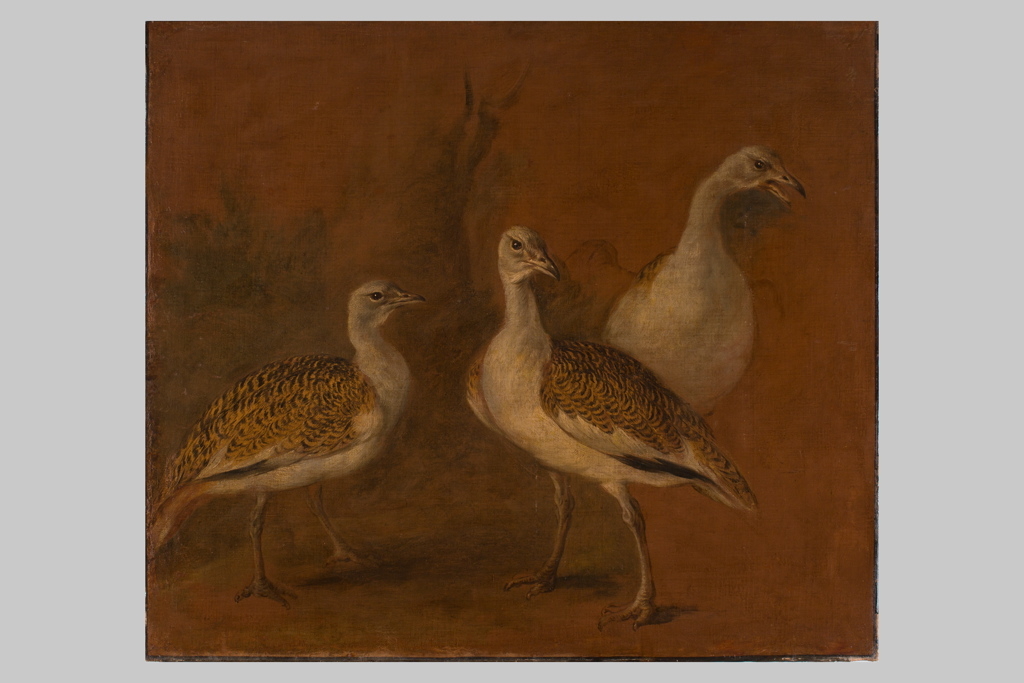 Triple étude d’une outarde canepetière ; oiseaux étrangers (outardes), Pieter Boel, 1700 vers