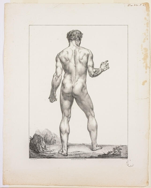 Etude d'homme debout de dos ; Anatomie des peintres_0