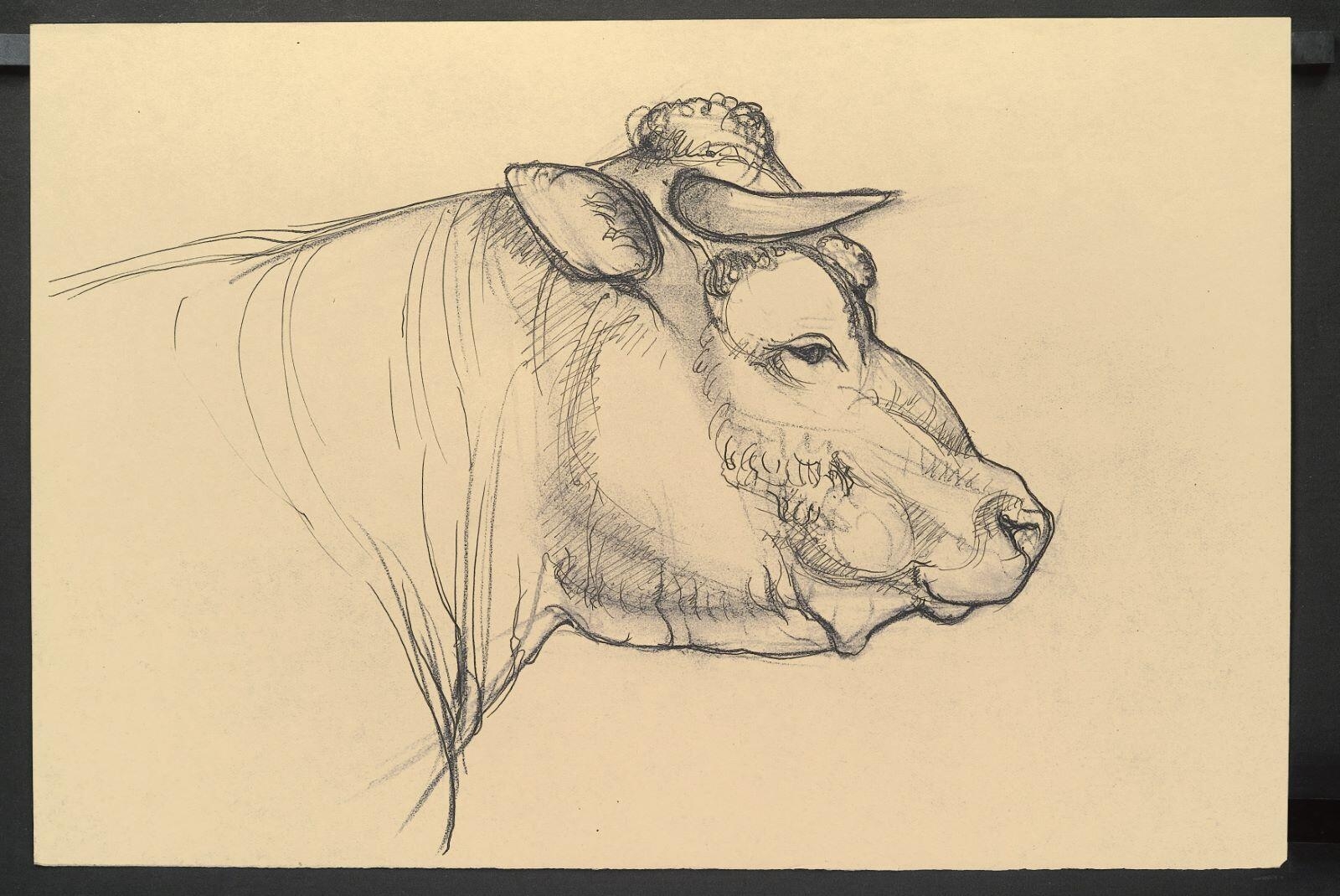 Etude de vache, Henri Guingot, 1ère moitié 20e siècle