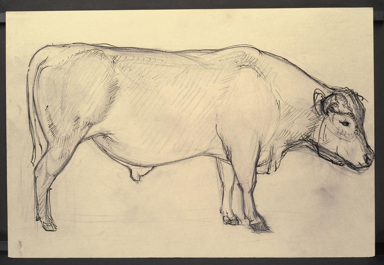Etude de vache, Henri Guingot, 1ère moitié 20e siècle