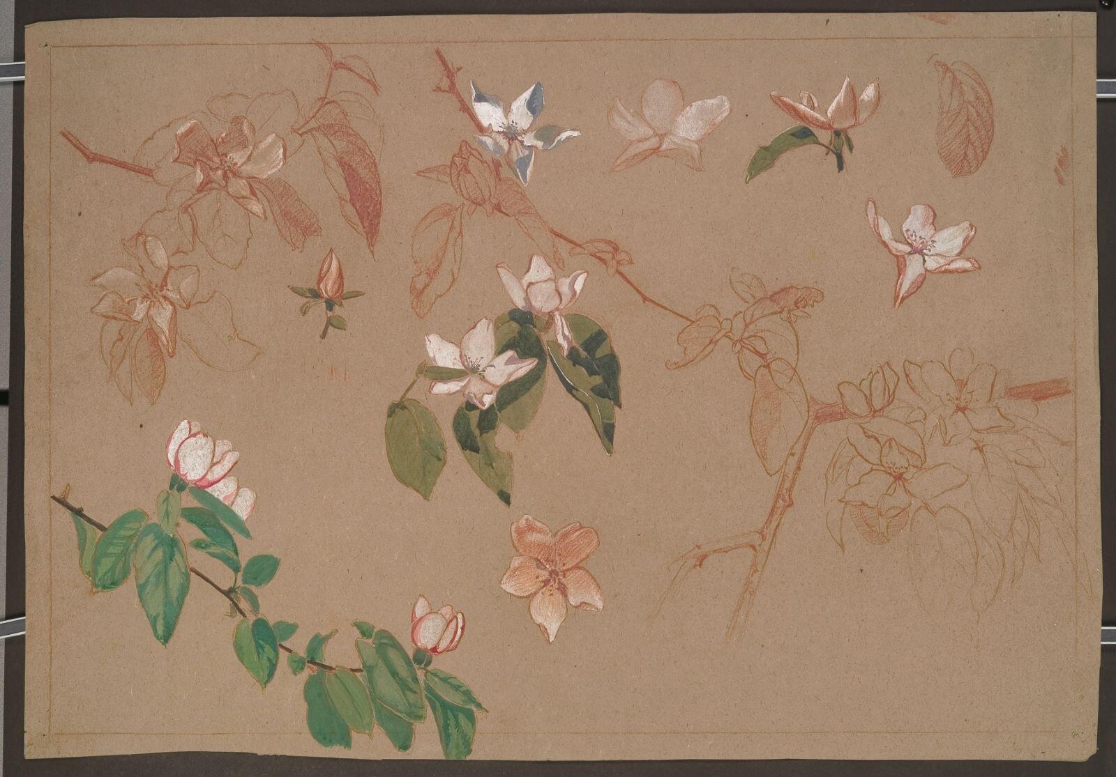 Etude de branches de pommier (recto) ; Etude de frise végétale (verso), Louis Guingot, 4e quart 19e siècle, 1ère moitié 20e siècle
