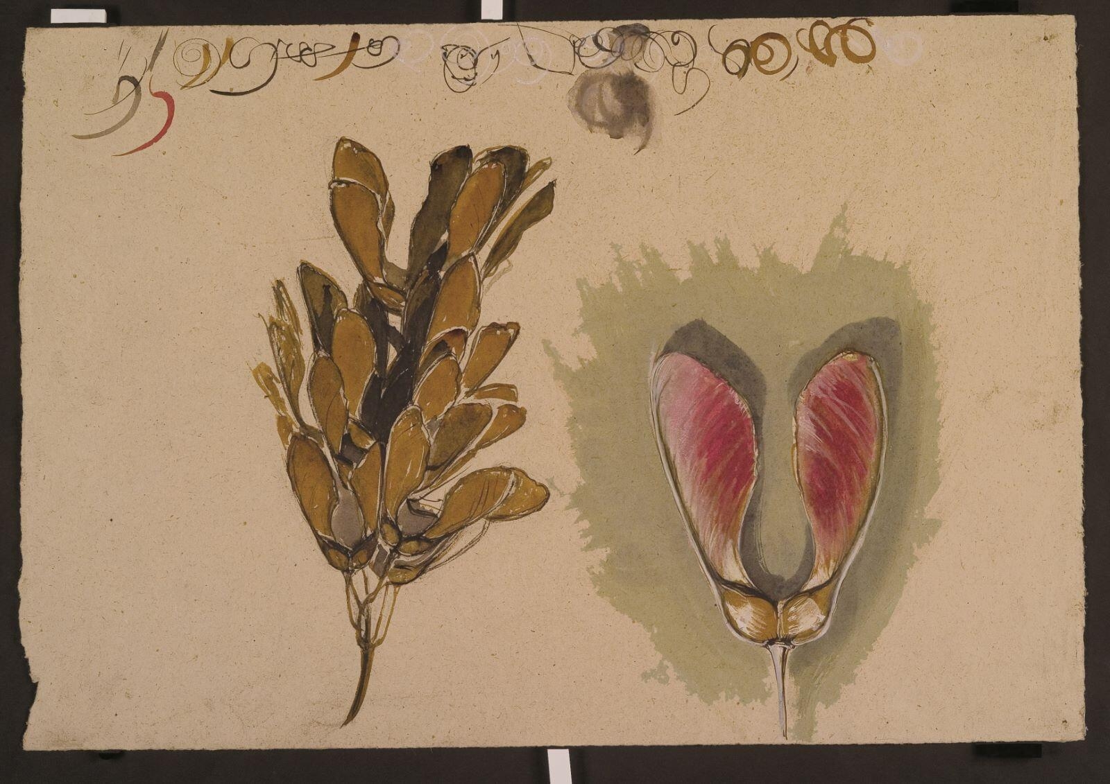 Etude de samare d'érable (recto) ; Etude de frise pour un décor mural (verso)_0