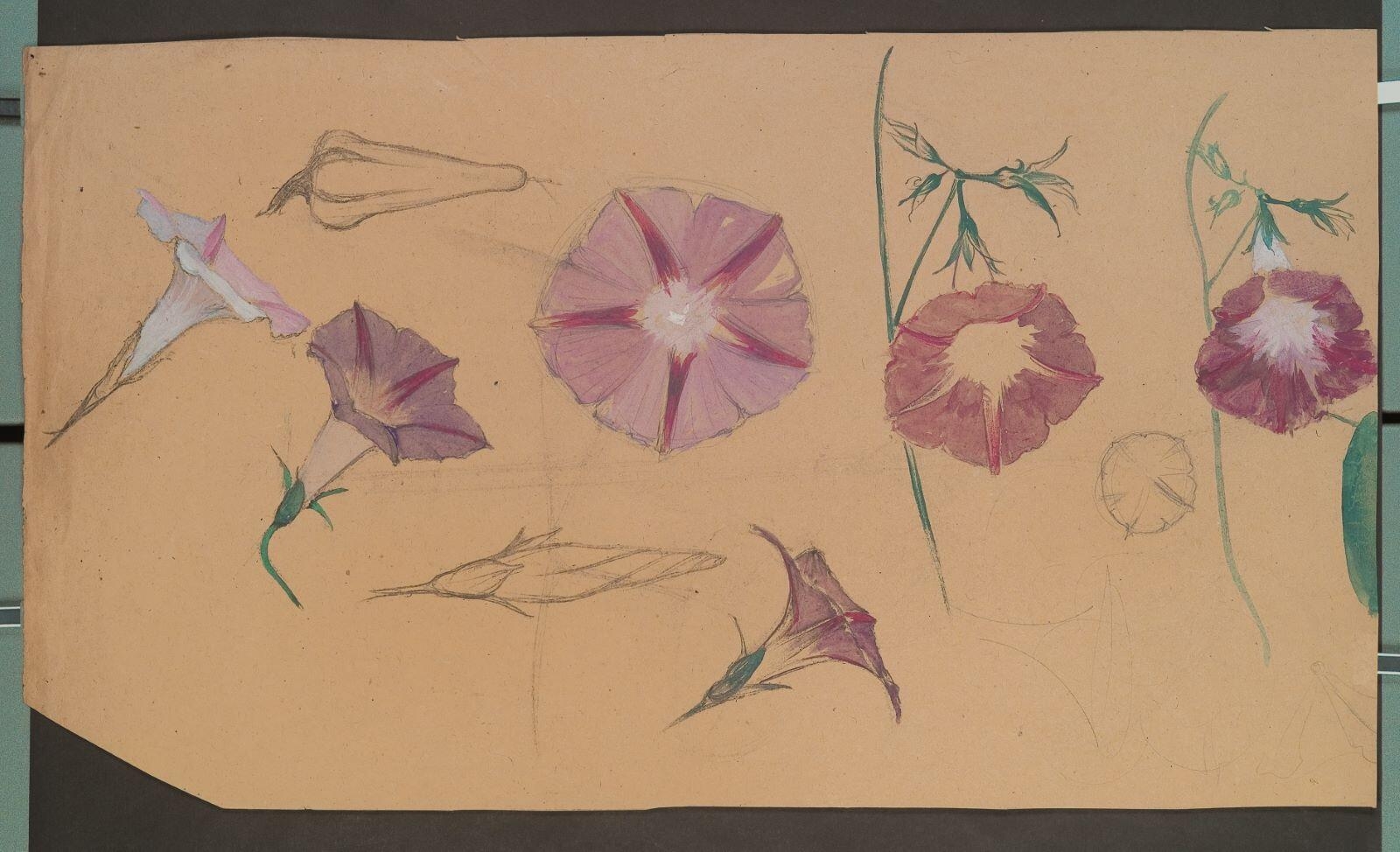 Etude de liserons (recto) ; Elément de frise de nénuphars (verso), Louis Guingot, 4e quart 19e siècle, 1ère moitié 20e siècle