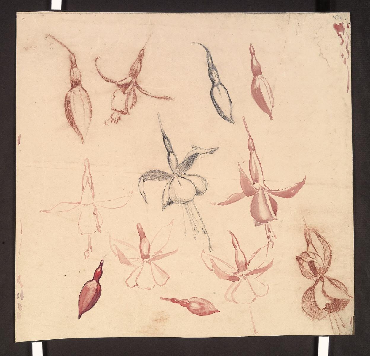 Etude de fuchsias, Louis Guingot, 4e quart 19e siècle, 1ère moitié 20e siècle