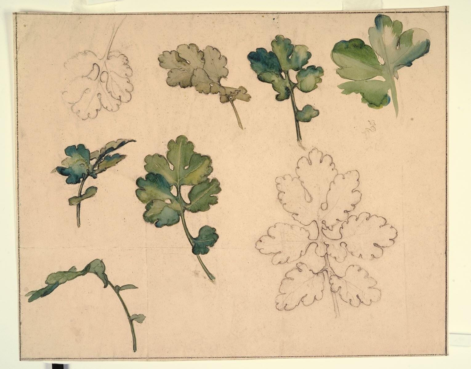 Etude de feuilles de chêne, Louis Guingot, 4e quart 19e siècle, 1ère moitié 20e siècle